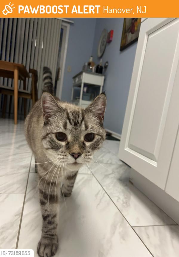 Found/Stray Unknown Cat last seen Oak ridge s, Hanover, NJ 07981