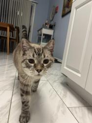Found/Stray Unknown Cat last seen Oak ridge s, Hanover, NJ 07981