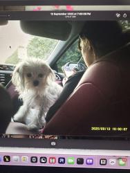 Lost Female Dog last seen Can possibly be seen in Countryside Village of Atlanta or Green Turf Dr in Snellville., Lawrenceville, GA 30044