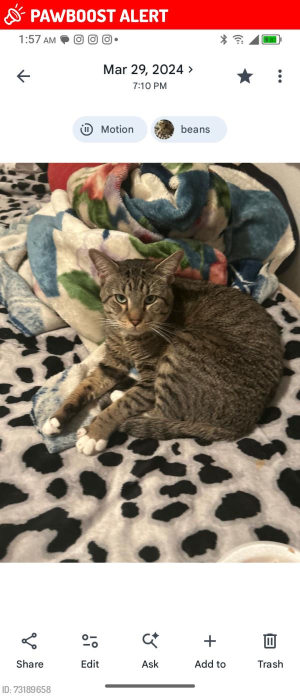 Lost Male Cat last seen Near etiwanda rd rancho Cucamonga, Rancho Cucamonga, CA 91739