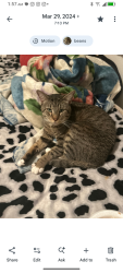 Lost Male Cat last seen Near etiwanda rd rancho Cucamonga, Rancho Cucamonga, CA 91739