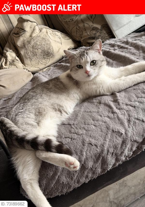 Lost Male Cat last seen Near byron grove, Nunsthorpe, England DN33 1DJ