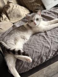 Lost Male Cat last seen Near byron grove, Nunsthorpe, England DN33 1DJ
