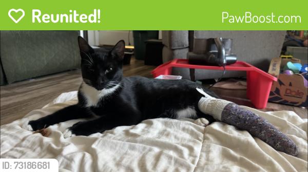 Reunited Male Cat last seen Millbrae Rd and Wentworth Rd., Cameron Park, CA 95682