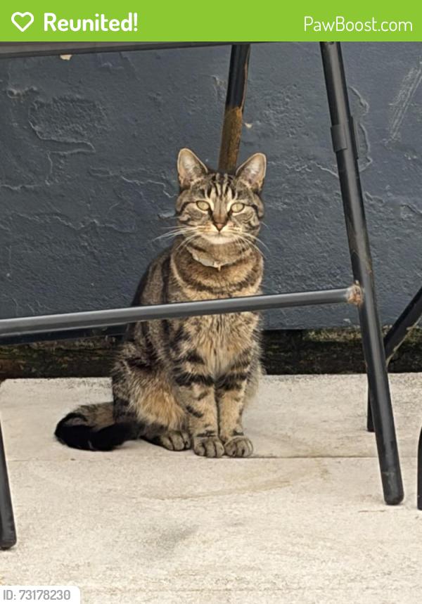 Reunited Female Cat last seen Bolton street, Blackpool, England 