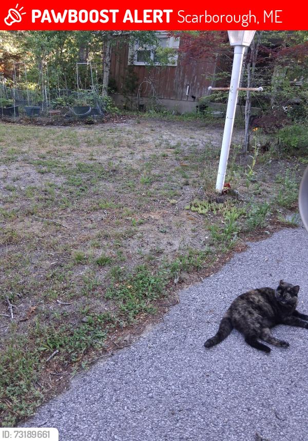 Lost Female Cat last seen Scarborough walmart parking lot, Scarborough, ME 04074