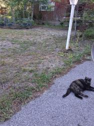 Lost Female Cat last seen Scarborough walmart parking lot, Scarborough, ME 04074