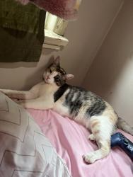 Lost Female Cat last seen Blackwood St in between echelon and greycliff, La Puente, CA 91744
