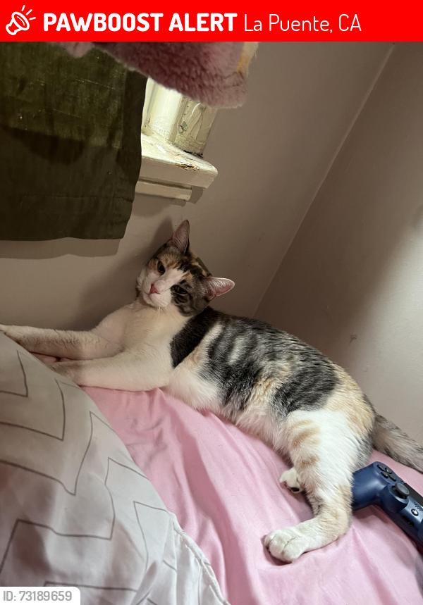 Lost Female Cat last seen Blackwood St in between echelon and greycliff, La Puente, CA 91744