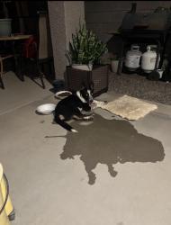 Found/Stray Male Dog last seen lll, Phoenix, AZ 85043