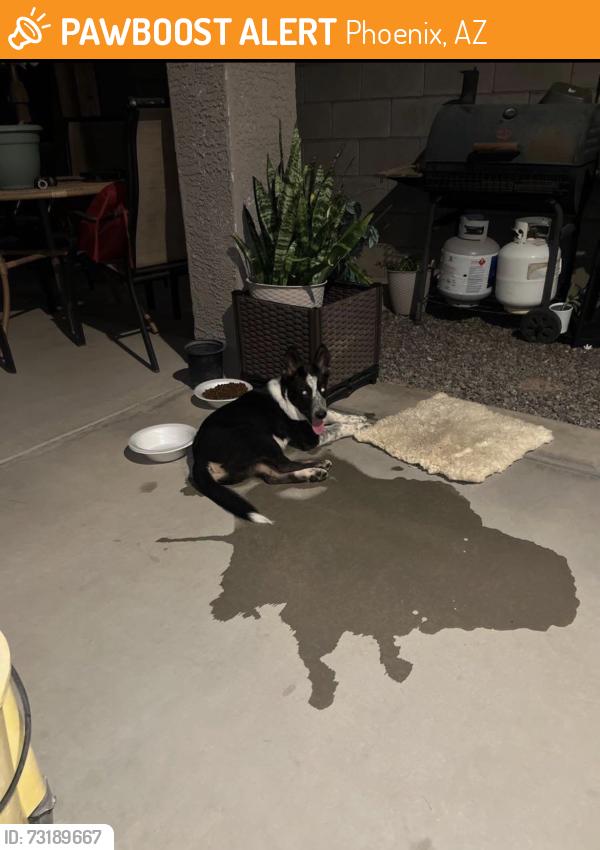 Found/Stray Male Dog last seen lll, Phoenix, AZ 85043