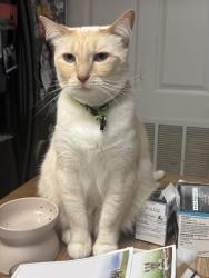Lost Male Cat last seen Briarcliff cndmniums- Olive and Spoede, St. Louis, MO 63146