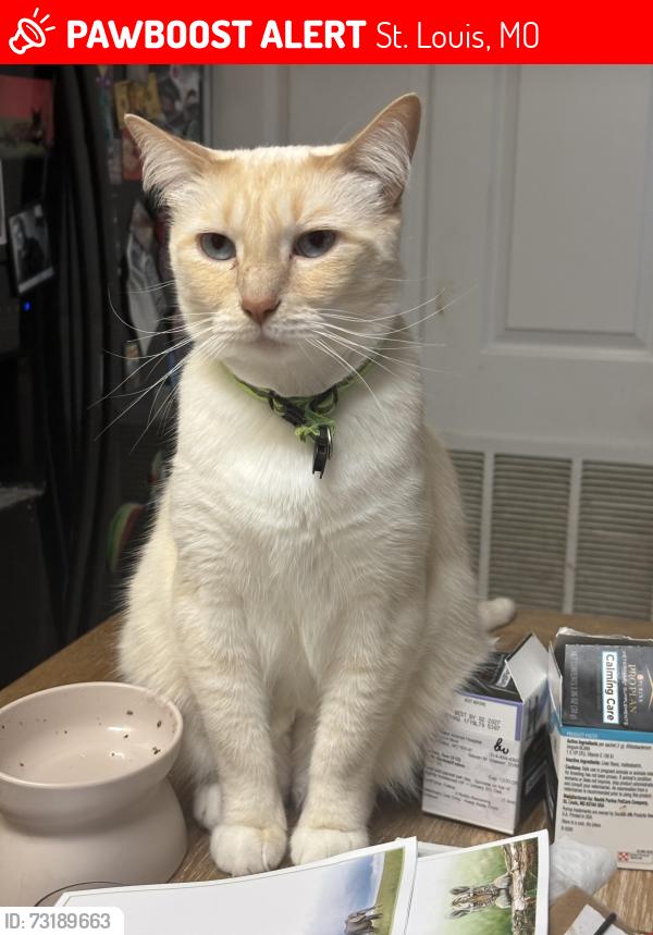 Lost Male Cat last seen Briarcliff cndmniums- Olive and Spoede, St. Louis, MO 63146