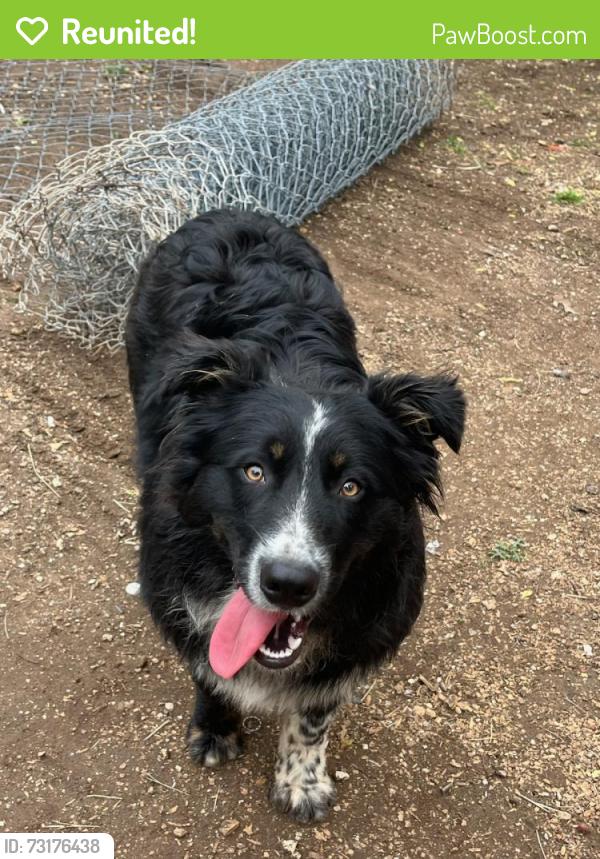 Reunited Male Dog last seen Cockrell hill rd, Dallas, TX 75211