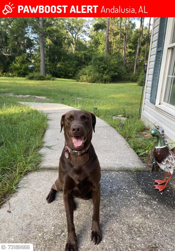 Lost Female Dog last seen County road 49 near 28167, Andalusia, AL 36421