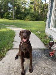 Lost Female Dog last seen County road 49 near 28167, Andalusia, AL 36421