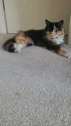 Reunited Female Cat last seen Turner road, Colchester, England 