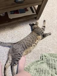 Reunited Female Cat last seen W Virginia and W Alaska, Lakewood, CO 80228