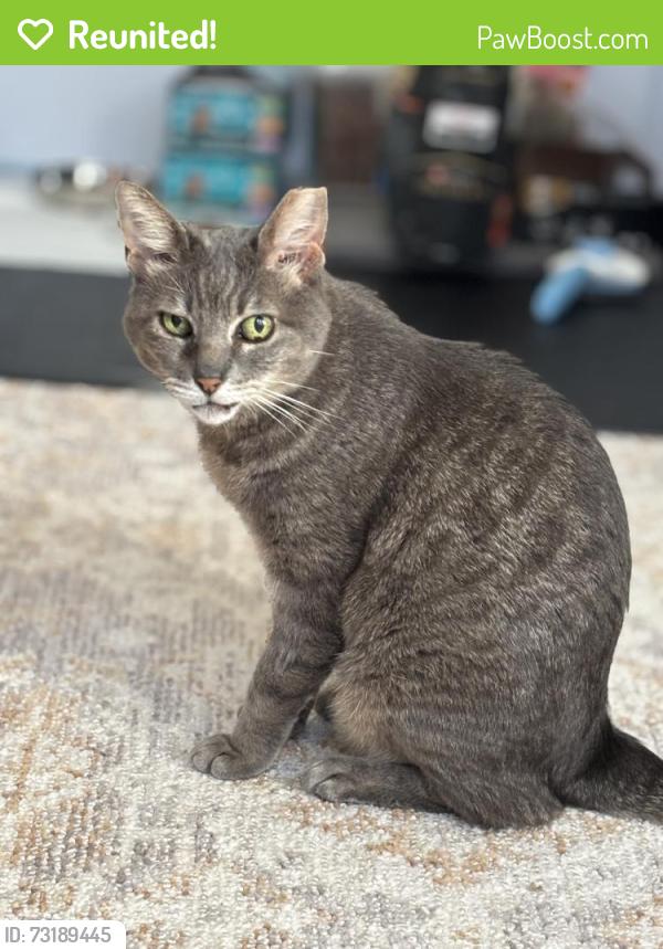Reunited Female Cat last seen Near Seville St, San Francisco, CA 94112, USA, San Francisco, CA 94112