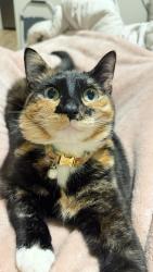 Lost Female Cat last seen Bellevue way, Bellevue, WA 98004
