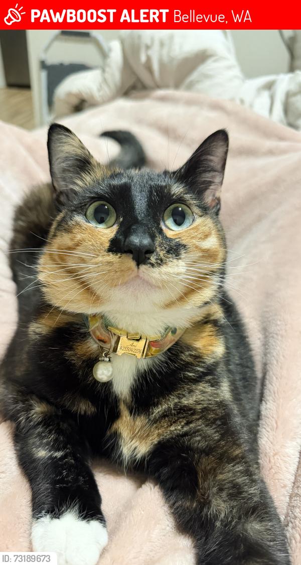 Lost Female Cat last seen Bellevue way, Bellevue, WA 98004