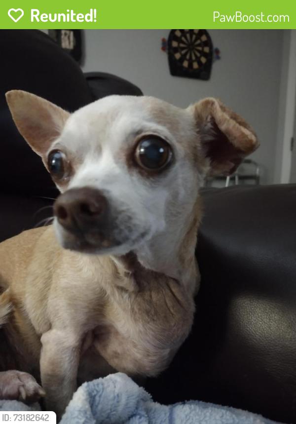 Reunited Female Dog last seen Harbor/Teakwood/harbor heights park, Punta Gorda, FL 33983