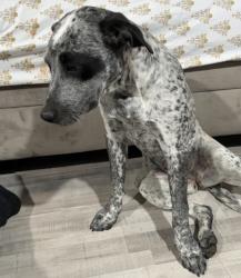 Lost Female Dog last seen Crawford rd, Amarillo, TX 79108