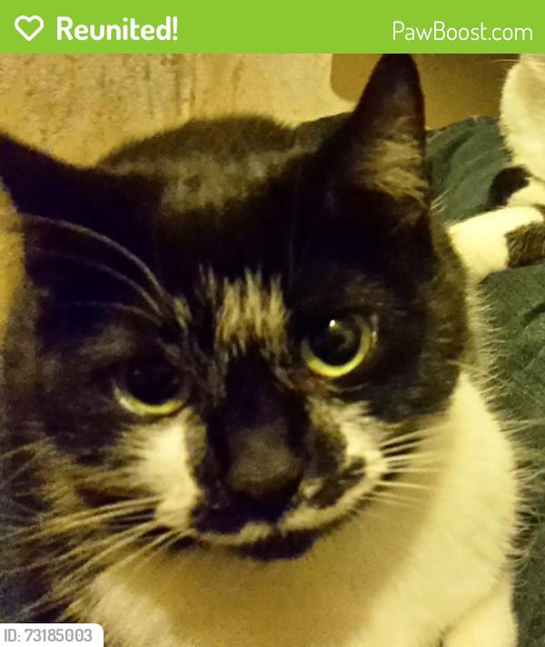 Reunited Female Cat last seen Jurby Avenue, Greater Manchester, England M9 6WQ