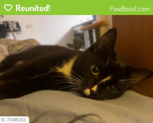 Reunited Male Cat last seen Merchants Road, Hotwells, England 