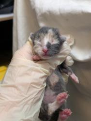 Shelter Stray Female Cat last seen Bexar County, 3353 Morningside Dr, New Braunfels, TX 78132, USA