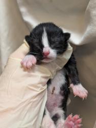 Shelter Stray Female Cat last seen Bexar County, 3353 Morningside Dr, New Braunfels, TX 78132, USA