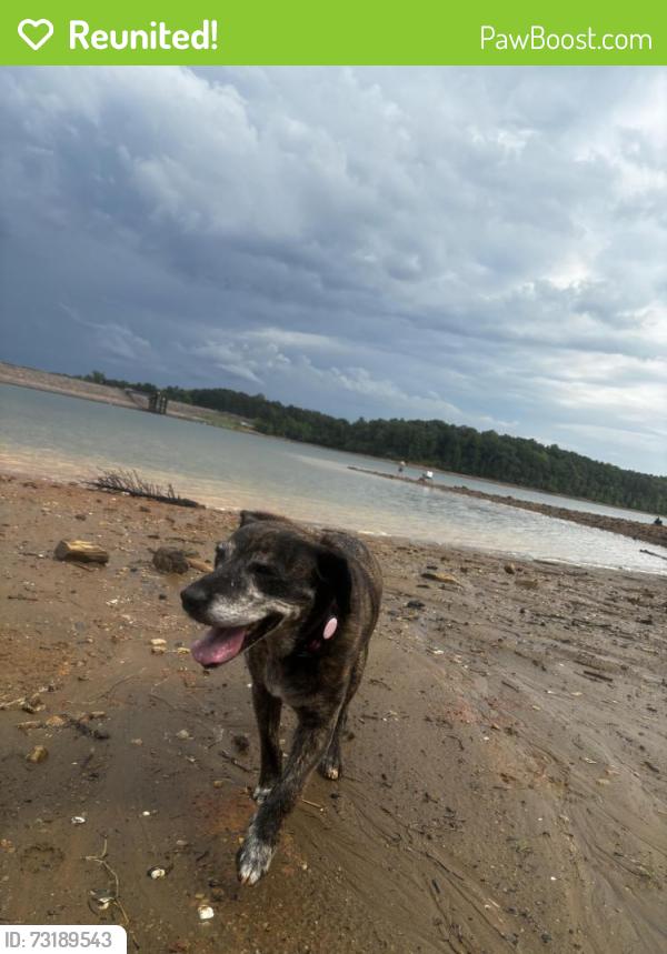 Reunited Female Dog last seen Sawmill and Leadmine Rd, Raleigh, NC 27615