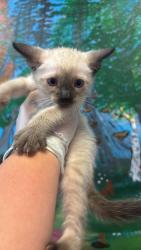 Shelter Stray Male Cat last seen Bexar County, 3353 Morningside Dr, New Braunfels, TX 78132, USA