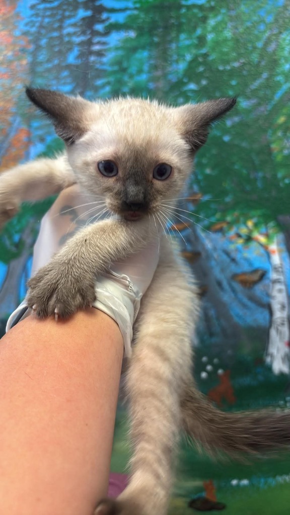Shelter Stray Male Cat last seen Bexar County, 3353 Morningside Dr, New Braunfels, TX 78132, USA
