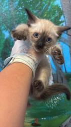 Shelter Stray Male Cat last seen Bexar County, 3353 Morningside Dr, New Braunfels, TX 78132, USA