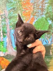 Shelter Stray Female Cat last seen Bexar County, 3353 Morningside Dr, New Braunfels, TX 78132, USA