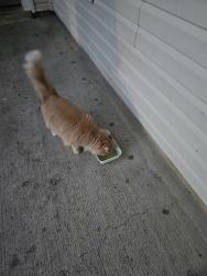 Reunited Unknown Cat last seen New york drive, Fort Lee, VA 23801