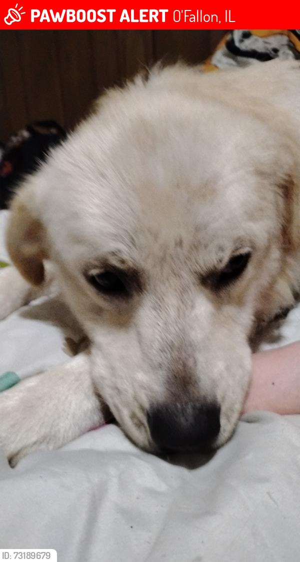 Lost Male Dog last seen Maranda ests, Shiloh, IL 62269
