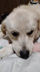Lost Male Dog last seen Maranda ests, Shiloh, IL 62269