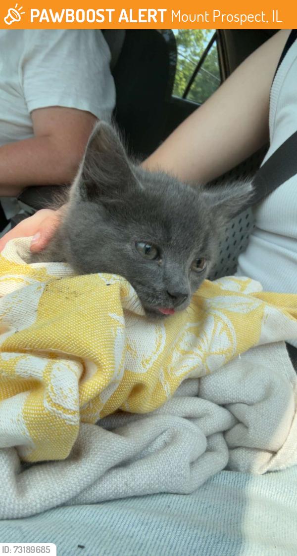 Found/Stray Male Cat last seen Grace Lutheran Church, Mount Prospect, IL 60056