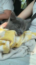 Found/Stray Male Cat last seen Grace Lutheran Church, Mount Prospect, IL 60056