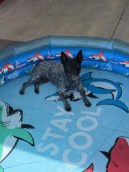 Lost Female Dog last seen Lancaster and N Huetter RD, Rathdrum, ID 83858
