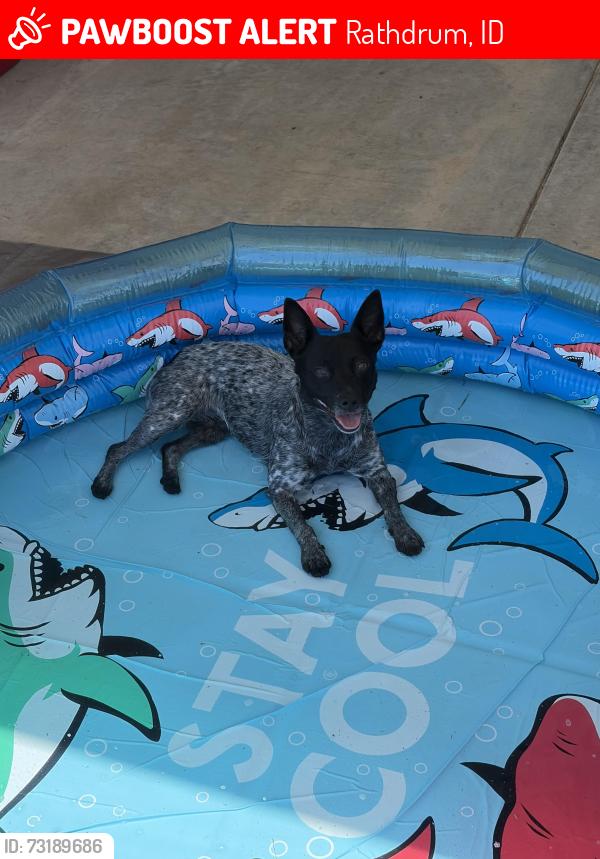 Lost Female Dog last seen Lancaster and N Huetter RD, Rathdrum, ID 83858