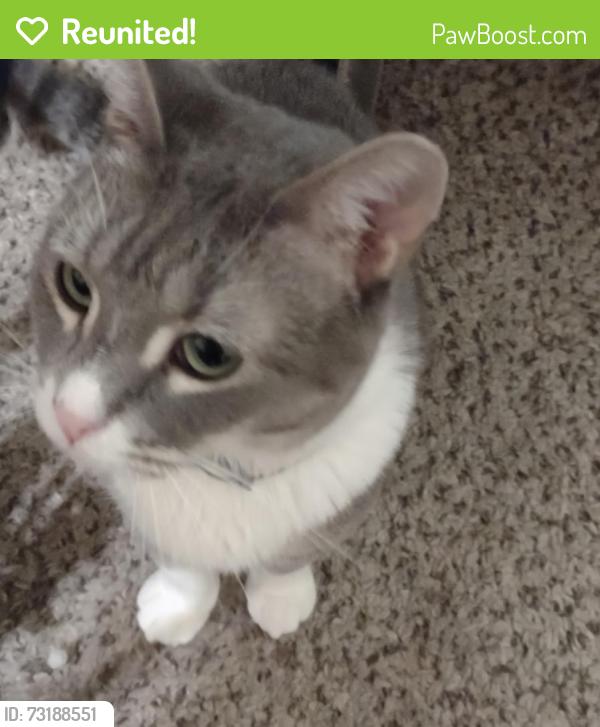 Reunited Female Cat last seen Hartwell Cove Apts, Anderson, SC 29621