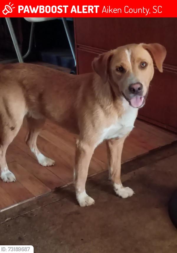 Lost Male Dog last seen old friar , Bent Arrow Rd,, Aiken County, SC 29847