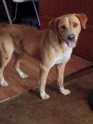 Lost Male Dog last seen old friar , Bent Arrow Rd,, Aiken County, SC 29847