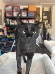 Lost Male Cat last seen Near Ash Harbor Drive Jacksonville Florida 32224, Jacksonville, FL 32224