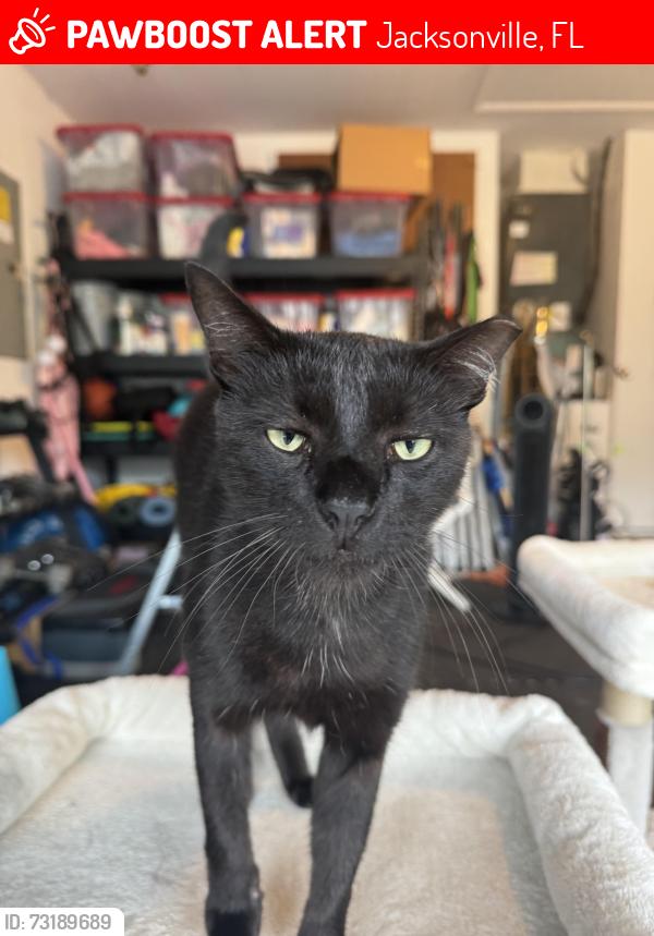 Lost Male Cat last seen Near Ash Harbor Drive Jacksonville Florida 32224, Jacksonville, FL 32224