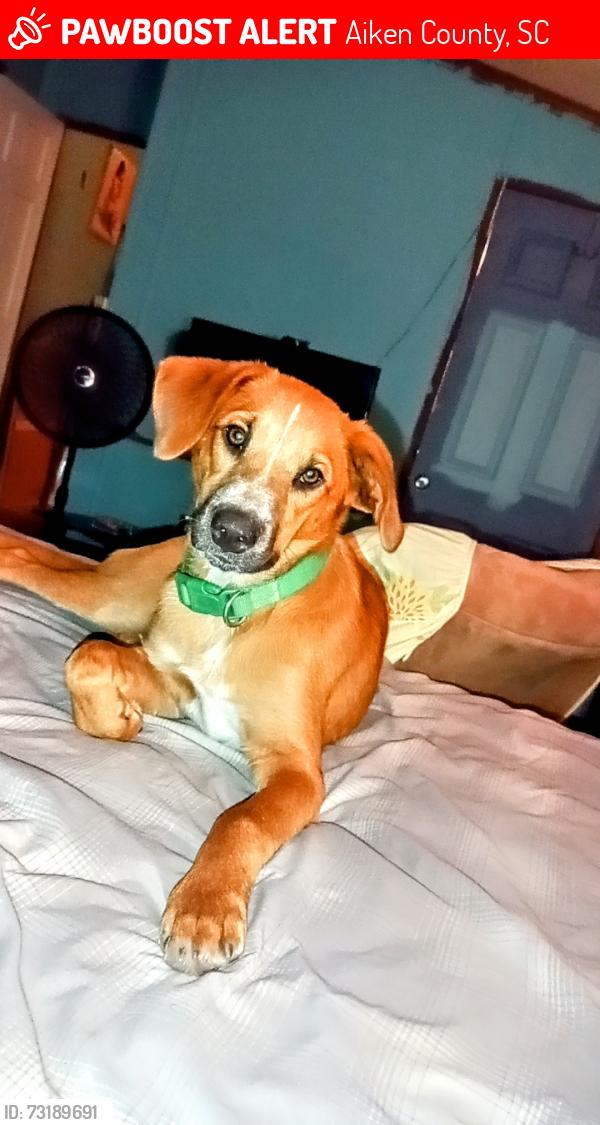 Lost Male Dog last seen old friar rd, Bent Arrow Rd, Aiken County, SC 29847