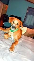 Lost Male Dog last seen old friar rd, Bent Arrow Rd, Aiken County, SC 29847